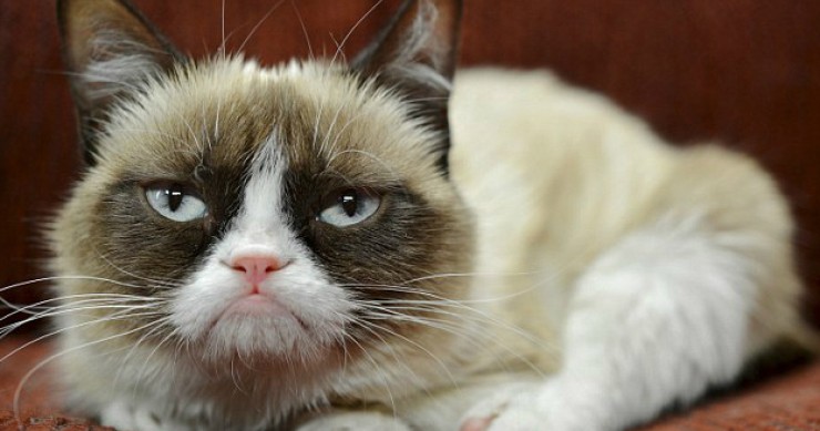 El negocio de los virales de Internet o cómo el dueño del ‘Grumpy Cat’ ha ganado 100 millones en dos años