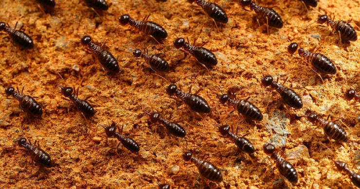 Termitas de la madera