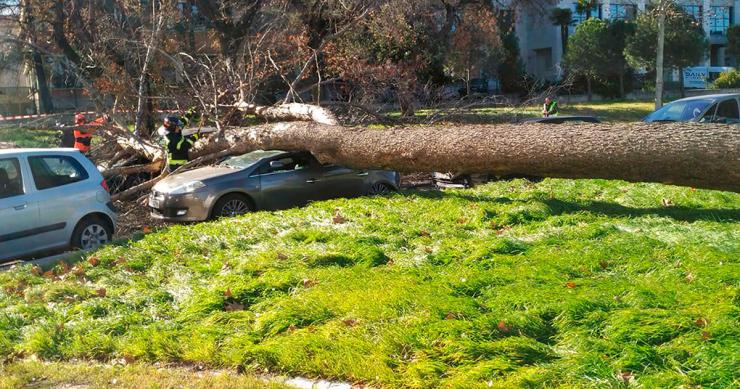 El árbol arrancado por el viento en Madrid y otras estampas de la ola de frío que te dejarán helado