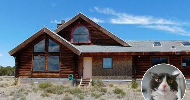 La casa para gatos más loca del mundo jamás vista