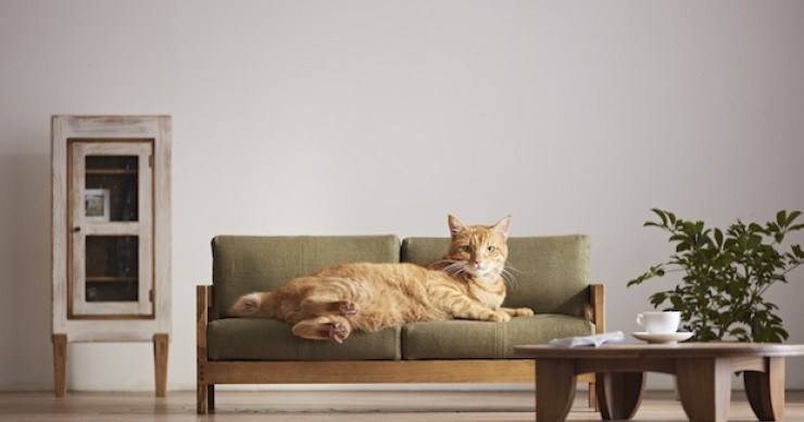 Minimuebles para gatos, la última moda en Japón
