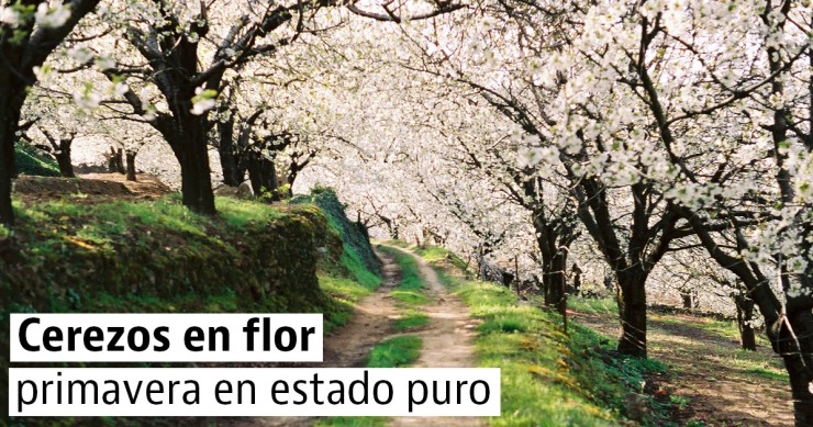 Los mejores rincones para disfrutar de los cerezos en flor