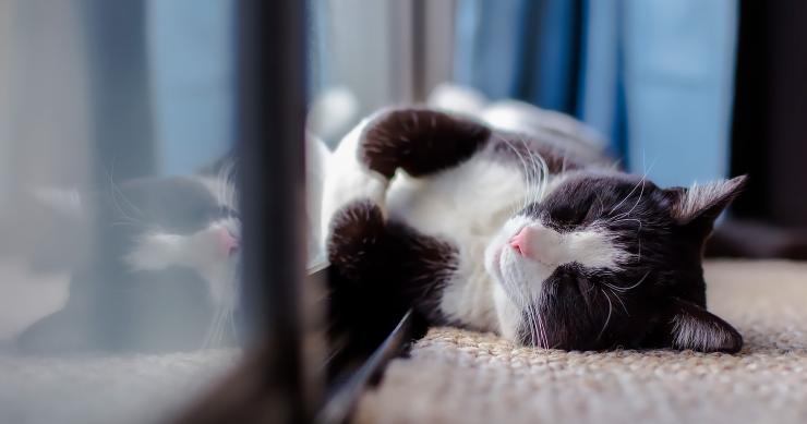 Qué hacer con la mascota durante la visita de un comprador a la casa