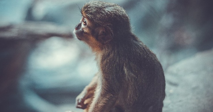 Besuch im Bioparc von Fuengirola