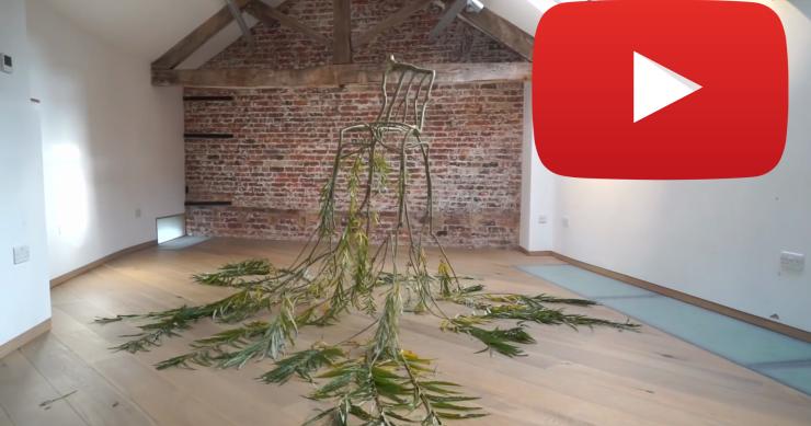 Sí, las sillas se pueden cultivar como las manzanas