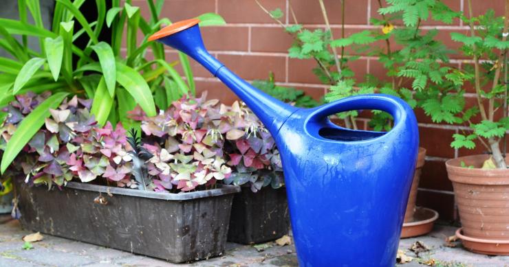 Cuidado de plantas: estas ideas prácticas te ayudarán a mantenerlas cuando te vayas de vacaciones