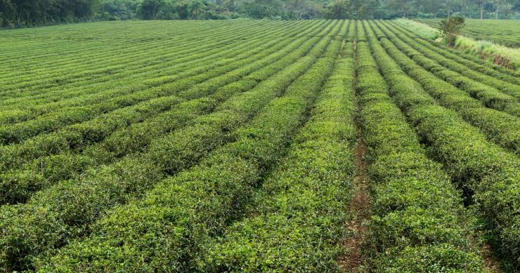 Los consumidores quieren el comercio justo, pero no pagarlo