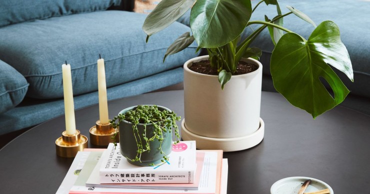 Descubre lo bueno de tener flores de invierno en casa (y cómo cuidarlas)