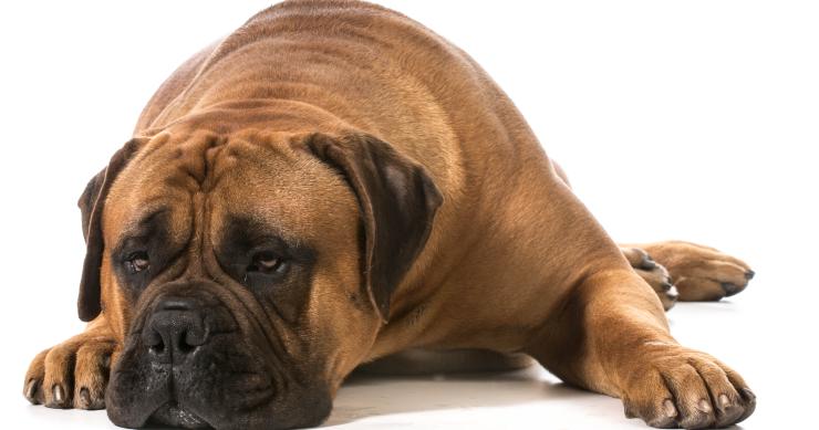 Cómo actuar ante los ladridos del perro del vecino