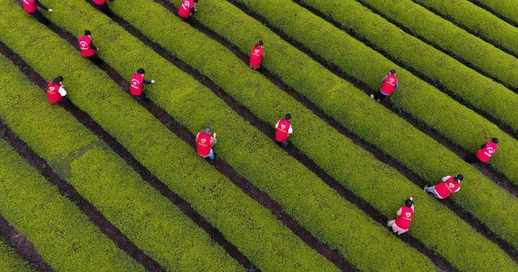Los agricultores advierten de una escasez de alimentos frescos si no se recolectan a tiempo