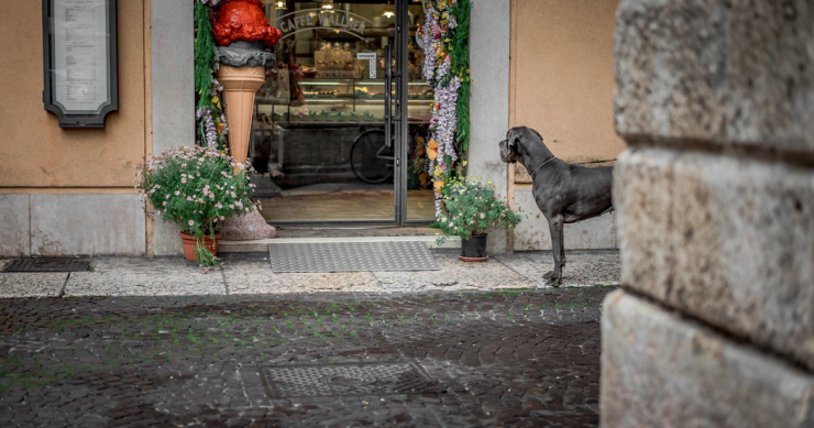 No sin mi perro: por qué el ‘retail’ se ha vuelto tan permisivo con las mascotas