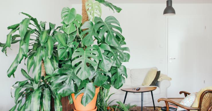 Plantas de interior: las mejores especies para tener en casa (resistentes y muy fáciles de cuidar)