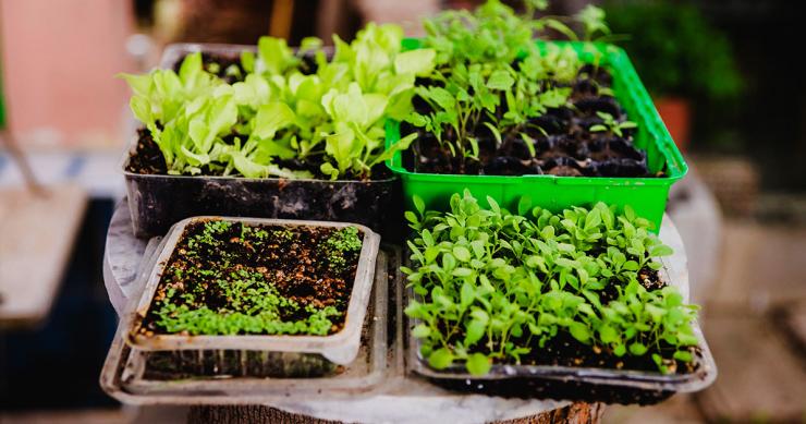 Cómo crear un huerto en casa: qué plantar y dónde para tener sabrosos productos en la mesa