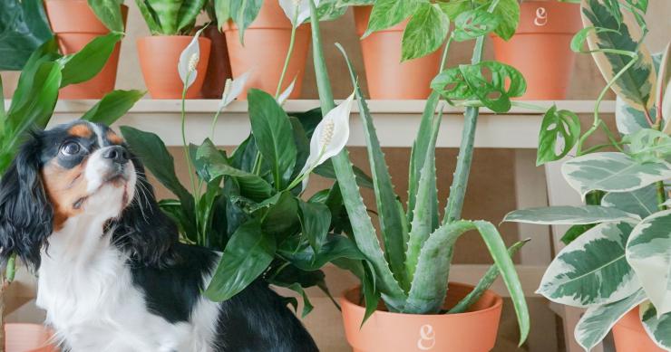 Las plantas ‘pet-friendly’: las especies más adecuadas para quienes tienen animales en casa