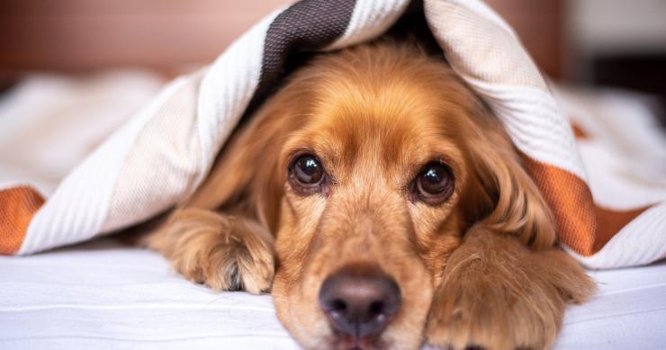 Consejos básicos para preparar tu hogar para la llegada de una mascota