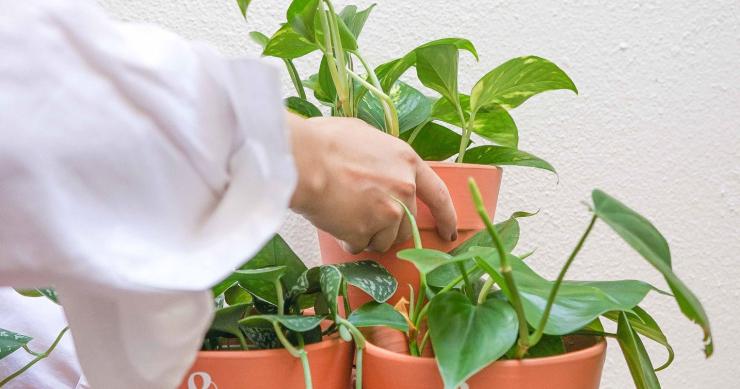 Consejos para cuidar tus plantas este verano