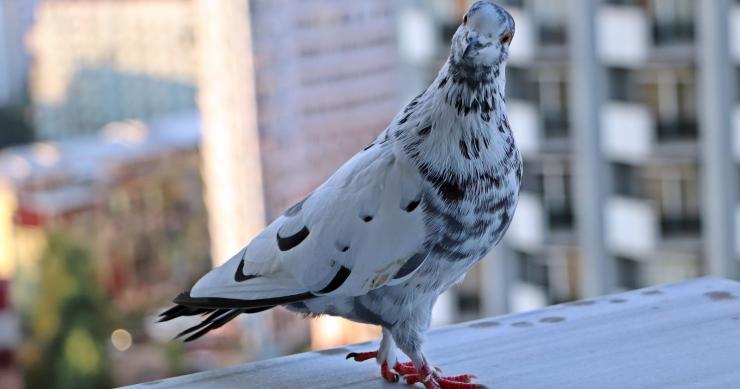 Por qué se ponen CDs en las ventanas y balcones de las viviendas