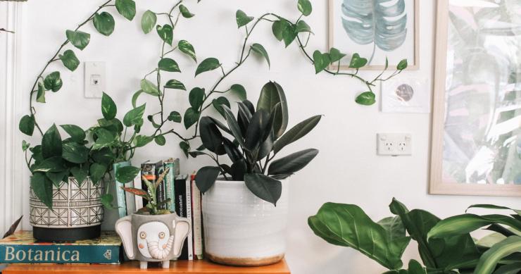 Decoración con plantas: 7 consejos imprescindibles para tu casa