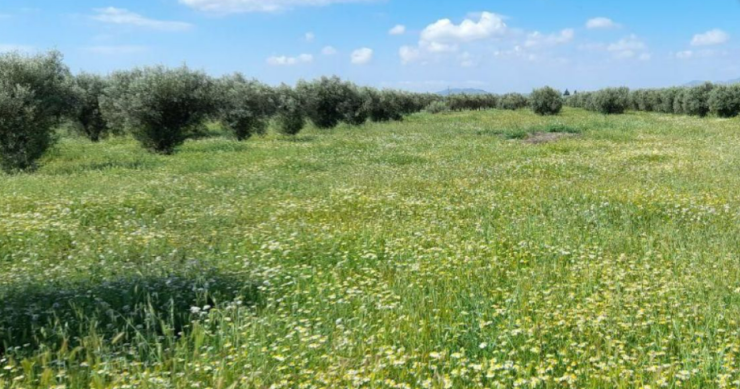 En venta más de 2.000 suelos para construir casas por menos de 50.000 euros