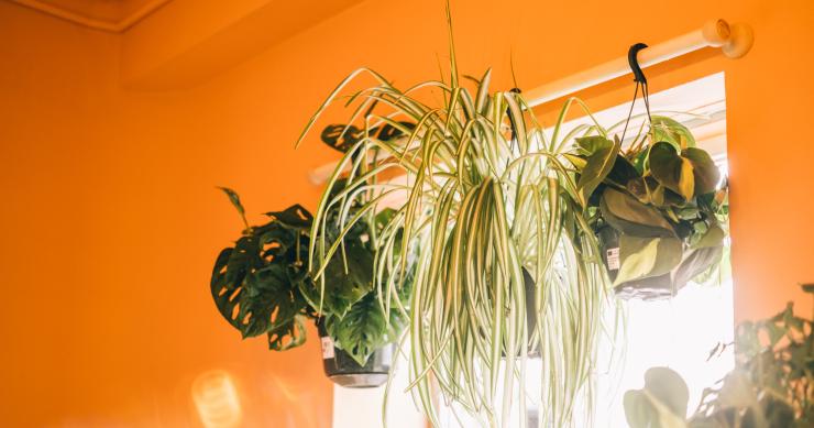 Seis plantas para el dormitorio que te ayudarán a dormir mejor