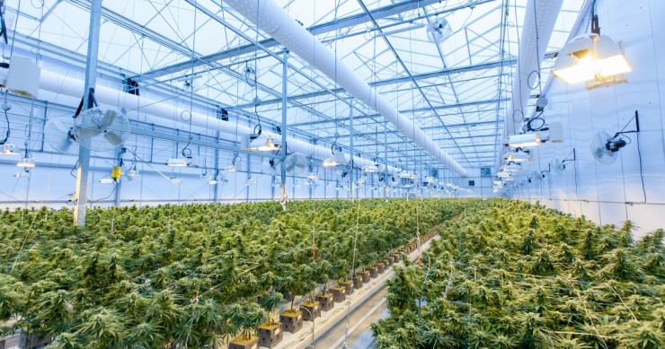 Una socimi para el alquiler de espacios para cultivar marihuana en EEUU, la propuesta de inversión que ha disparado su valor en dos años