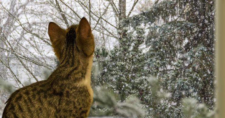 Cómo aislar las ventanas del frío para ahorrar en la factura