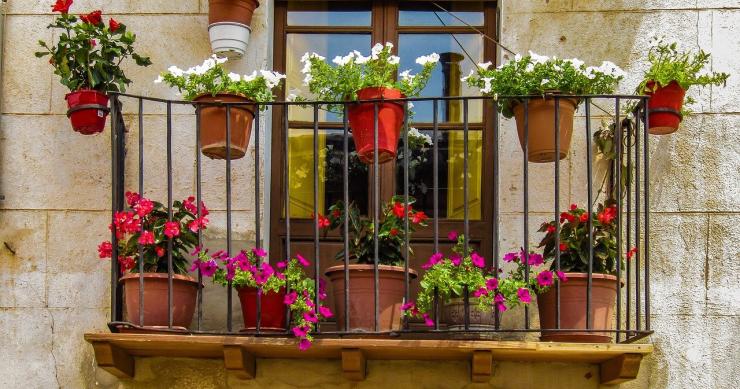 Estas son las flores que florecen en enero para tener en tu balcón o terraza