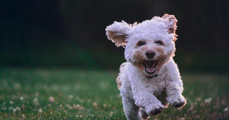 El propietario puede prohibir animales en su piso de alquiler con la ley de mascotas