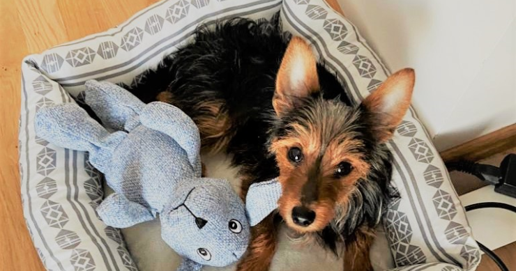 Nueva ley de mascotas: qué pasa en un divorcio o si fallece el dueño