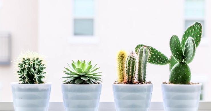 Cómo plantar suculentas y cáctus en casa