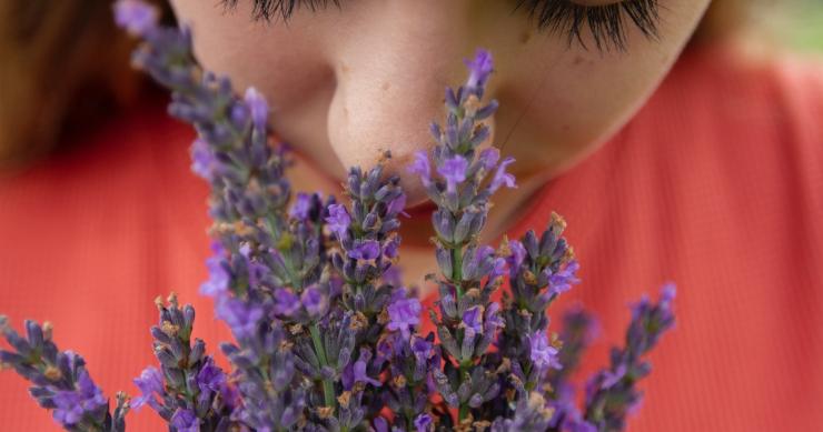 Estas plantas purifican el aire en los espacios cerrados