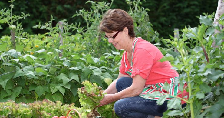 huerto de verduras