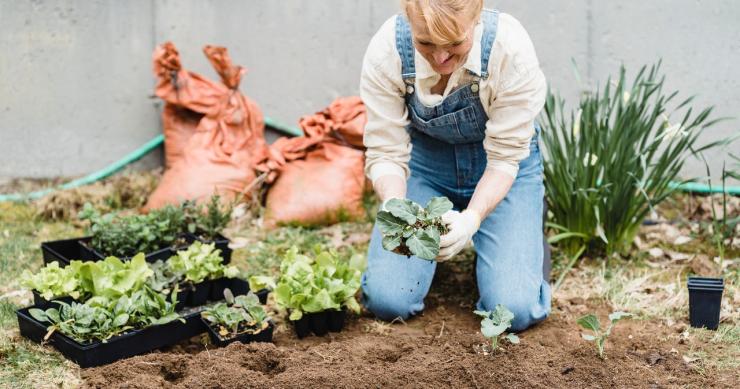 Cómo cultivar un huerto en casa: consejos para principiantes y mucho más