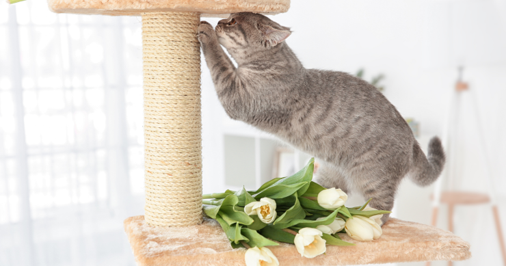 Muebles para gatos