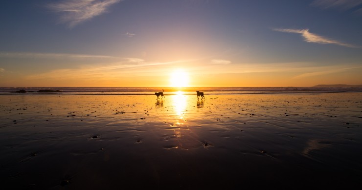 Praias que aceitam animais em Espanha 