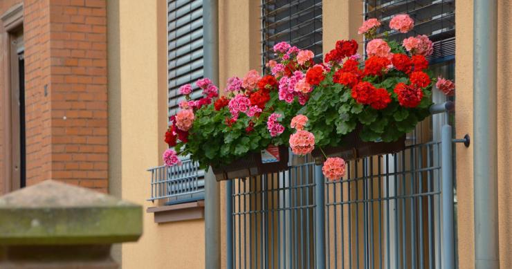 Flores en balcón