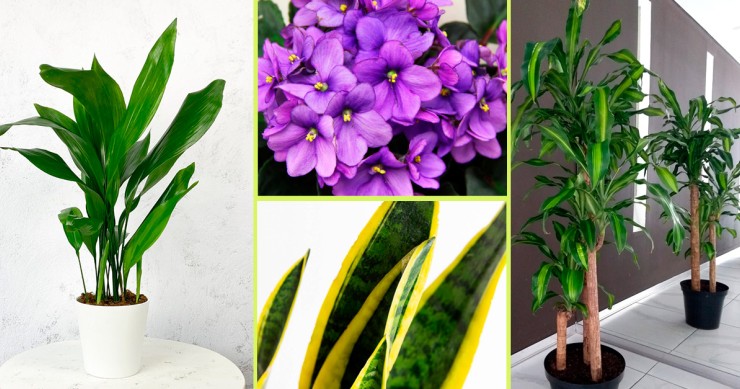 Plantas