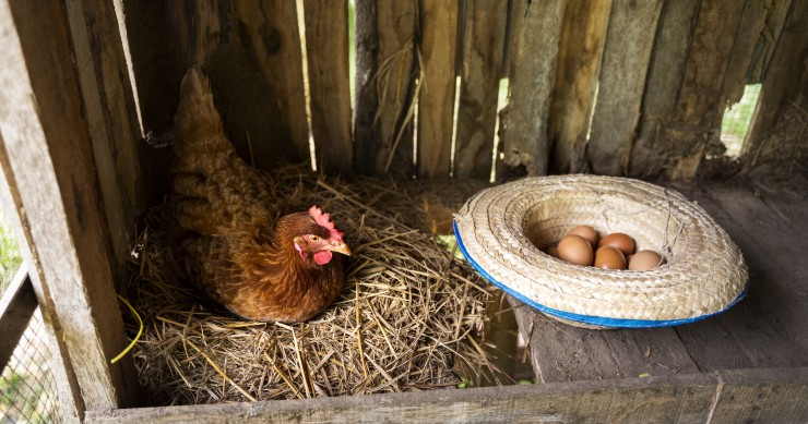 Cómo tener gallinas en el jardín de casa