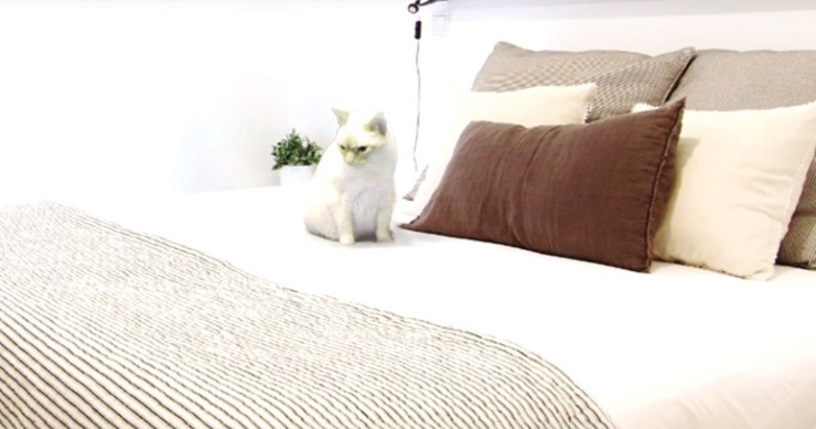 Evita les mascotes a les fotos / idealista