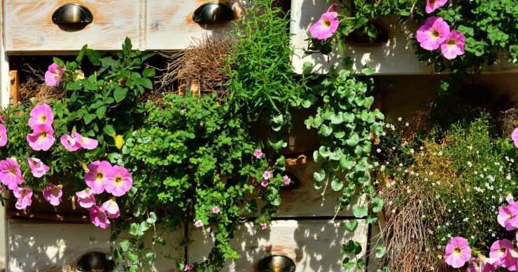 Petunias