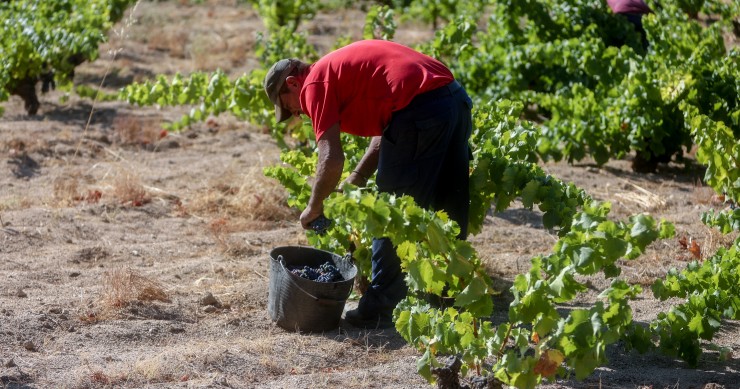 Archivo - Un trabajador recogiendo uvas en el campo en pleno mes de agosto