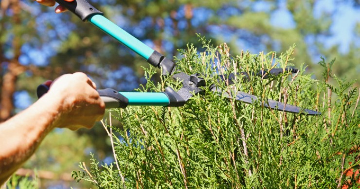 Cuidado del jardín de casa