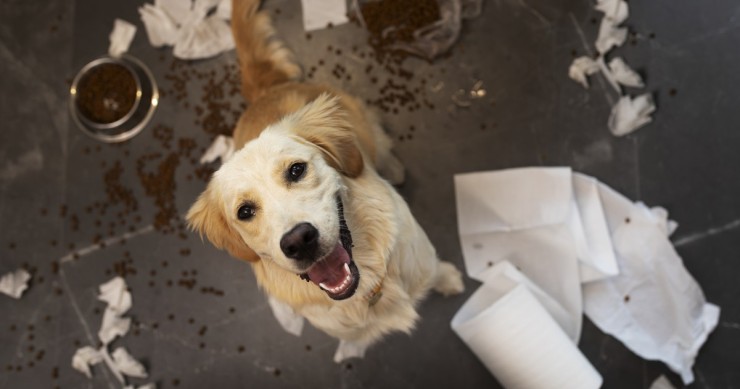 My neighbour's dog is always barking. Can I report it?