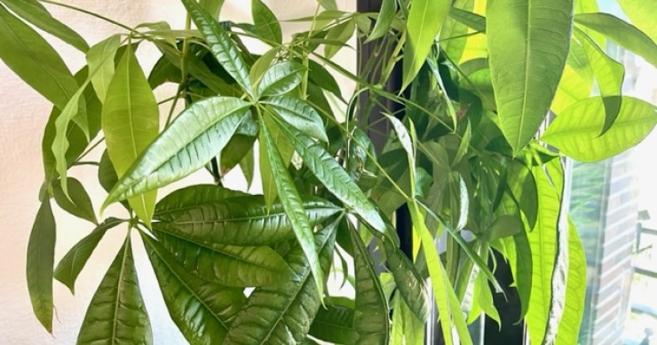 Planta Pachira