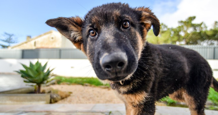 En qué consiste el seguro obligatorio de perros