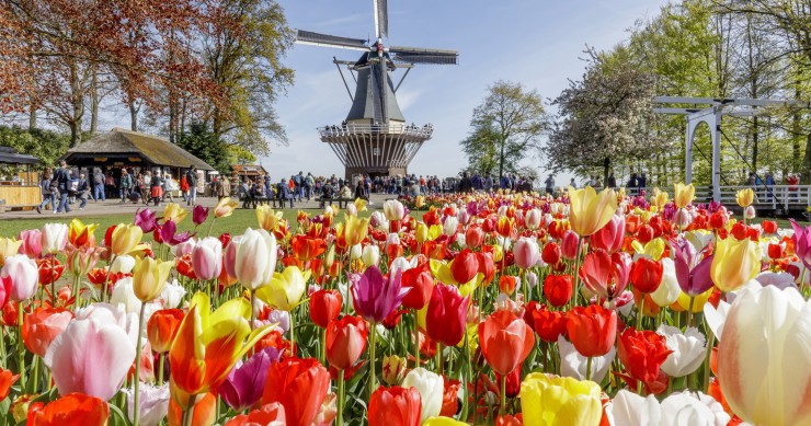 Molino, tulipanes, Holanda, Países Bajos