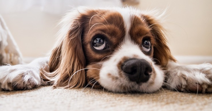 ¿Se puede prohibir tener animales en una comunidad de vecinos?