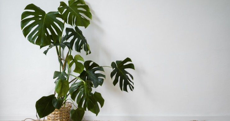 Un oasis tropical: 5 plantas exóticas para tener en casa