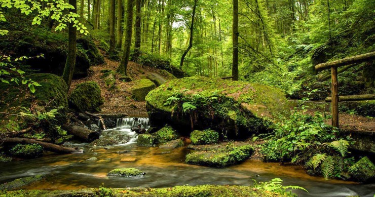 Selva de Irati