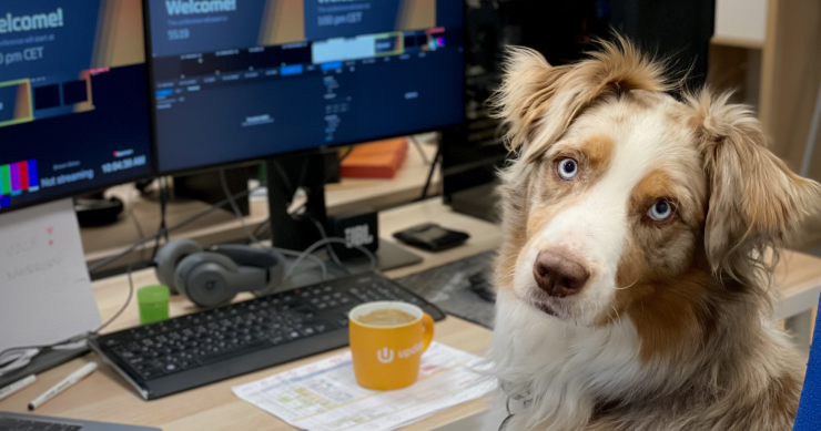 Oficinas ‘pet-friendly’: trabajar con tu perro aumentará tu productividad y reducirá tu estrés